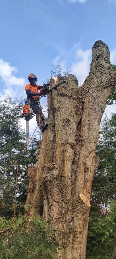 profile picture of Morris Brown Arborist profile picture