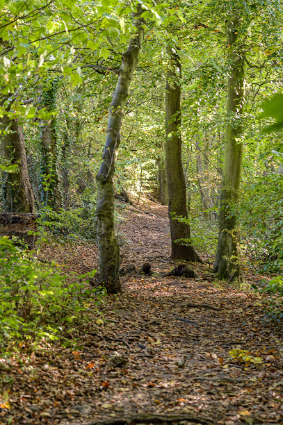Harrock Wood - National Trust