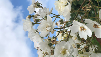 profile picture of Camerina's Flowers profile picture