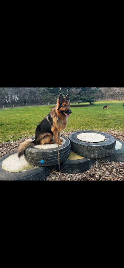 Essex Elite Dog Training