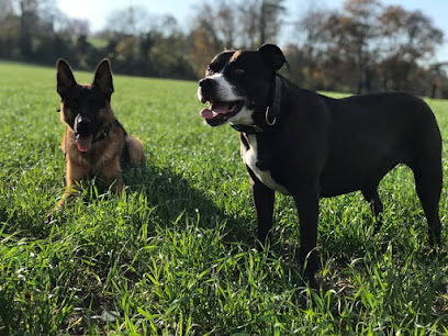 profile picture of K99 Dog Training and Walking profile picture