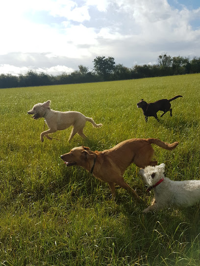 profile picture of The Dog Walker - Cheltenham profile picture