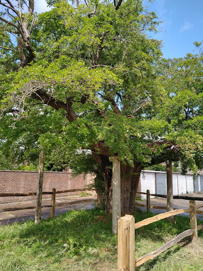 Queens Green Canopy - Tilgate Ancient Hawthorn