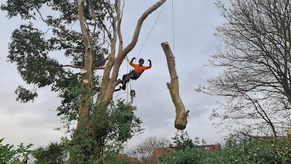 profile picture of Traditional Tree Care profile picture