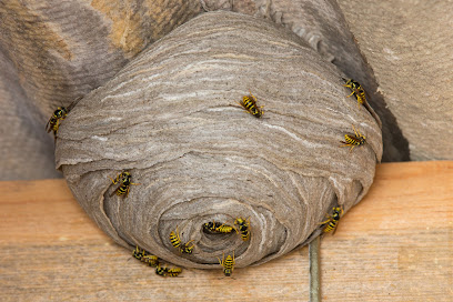 profile picture of Southport Wasp Nest Removals profile picture