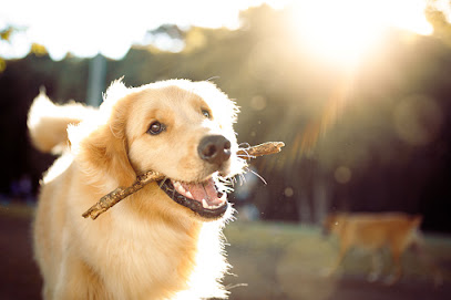 ABC Dog Training & Behaviour