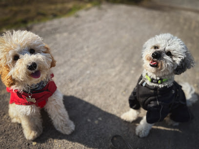 profile picture of Kiwi & Co - Dog Walking Hartlepool