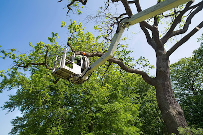 profile picture of AB Tree Services profile picture