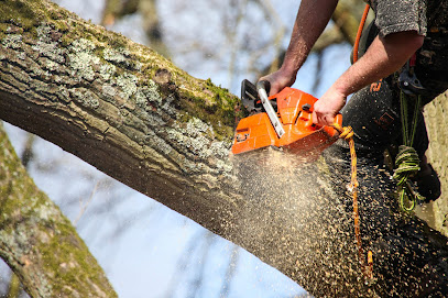 profile picture of James Curry Arborist