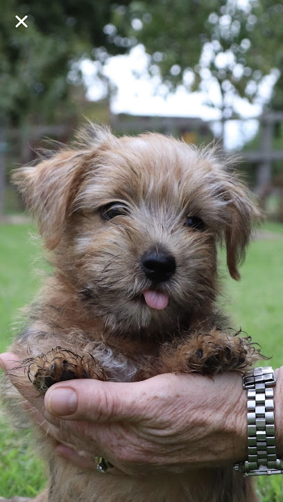 profile picture of Cranbourne Dog Training School profile picture