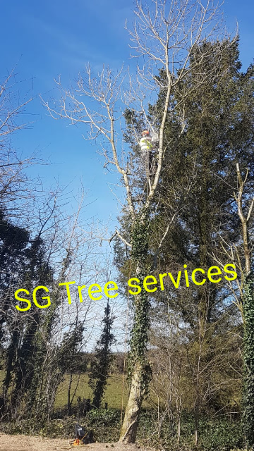 profile picture of SG Tree services profile picture