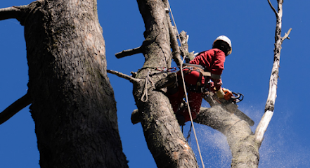 profile picture of Burnley Tree Surgeons