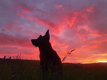 profile picture of Dog Training & Behaviour profile picture