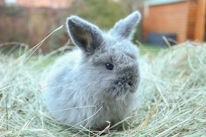 profile picture of Hemel Rabbits profile picture