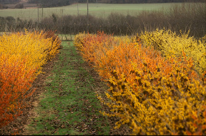 profile picture of Witch Hazel Nursery