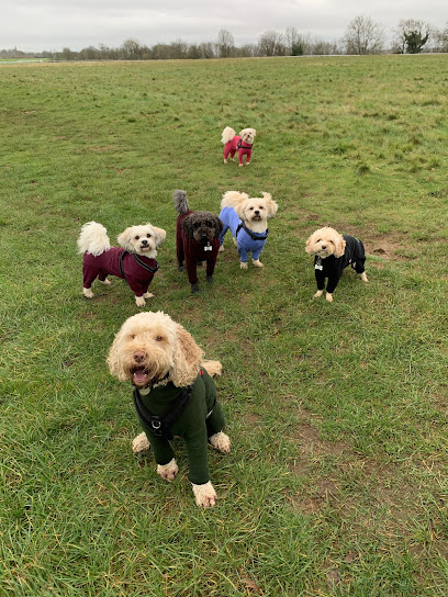 profile picture of Sprocket and Friends Dog Walking profile picture