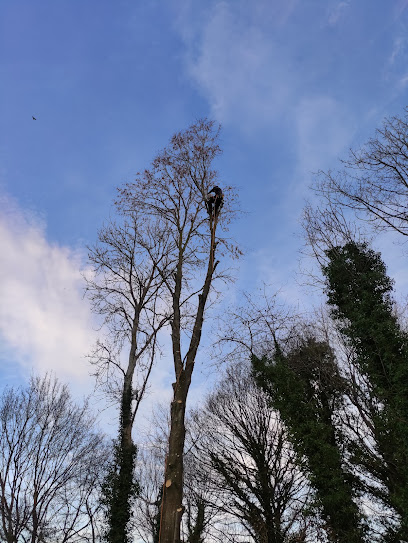 profile picture of Jeremy Beech Tree Surgeon profile picture