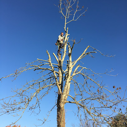 profile picture of Clearview Tree Surgery