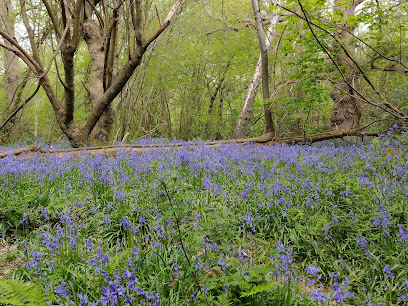 profile picture of Selsdon Wood