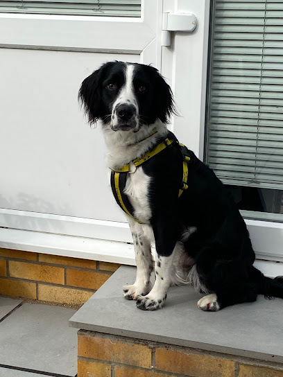 profile picture of Dogs Trust Dog School South Wales profile picture