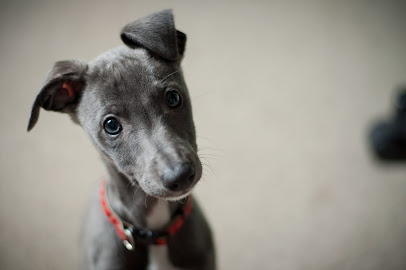 profile picture of Oakmount Veterinary Centre