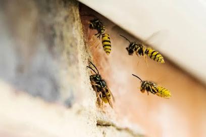 profile picture of Bury Wasp Nest Removal profile picture