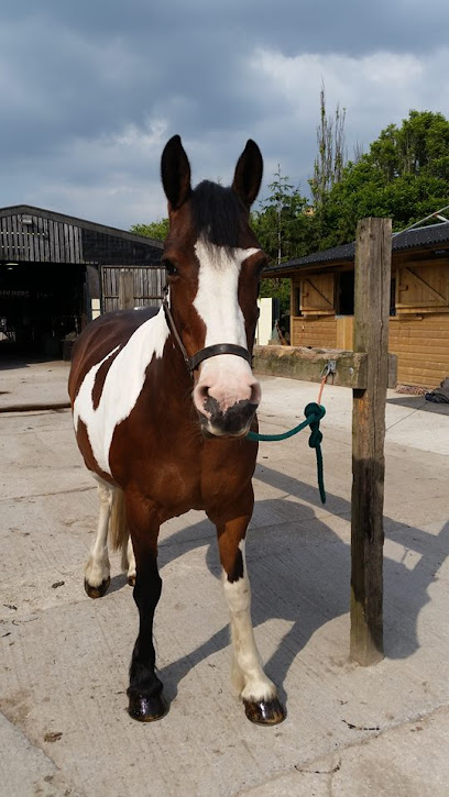 profile picture of Lisa Oleksiewicz - Equine Physical Therapy and Bodywork profile picture