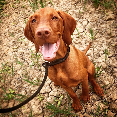 profile picture of Todd Gundog Training profile picture