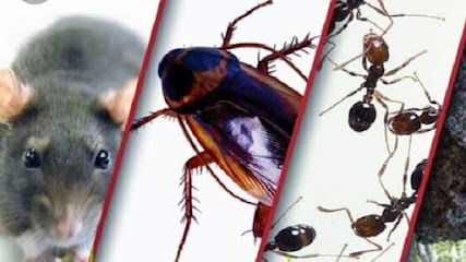 profile picture of Clear Choice Pest Control Belfast profile picture