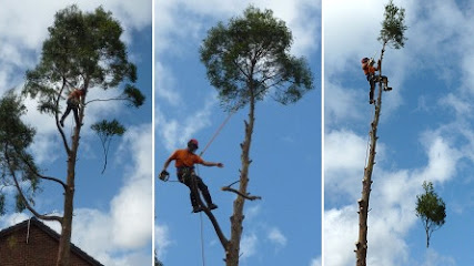 profile picture of Agm Tree Surgery | Tree Surgeons serving North Wales, Chester and the Wirral profile picture