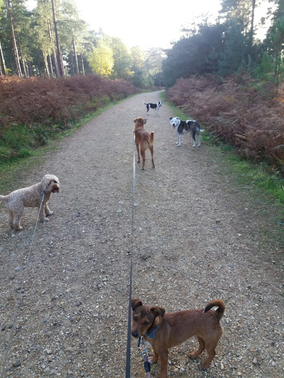 profile picture of Doggie Lodger Services Ringwood, New Forest profile picture