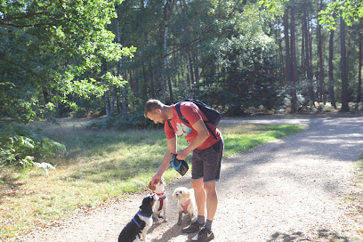 profile picture of Country Dog Walks | Dog Walker In High Wycombe profile picture