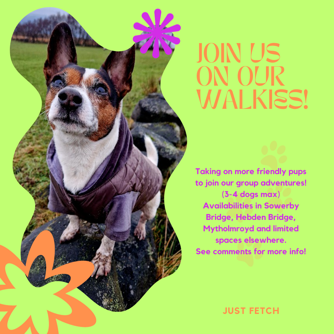 profile picture of Just Fetch