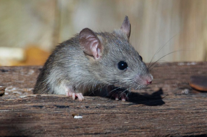 profile picture of Direct Pest Control