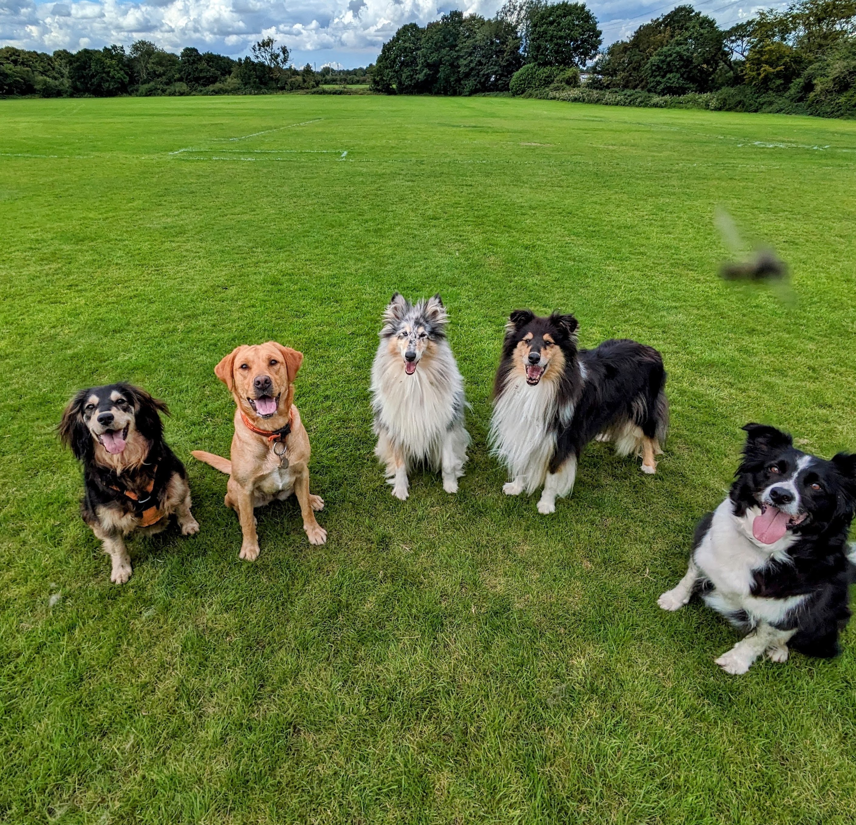 profile picture of The Dog Walkers
