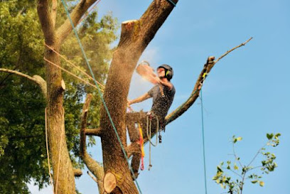 profile picture of Hounslow Tree Surgeons profile picture