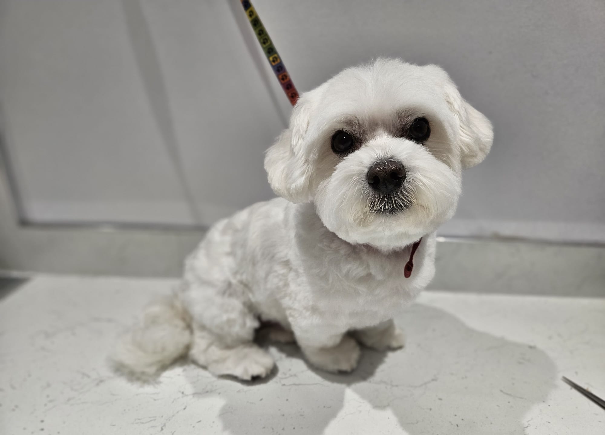 profile picture of JJ DOG GROOMING