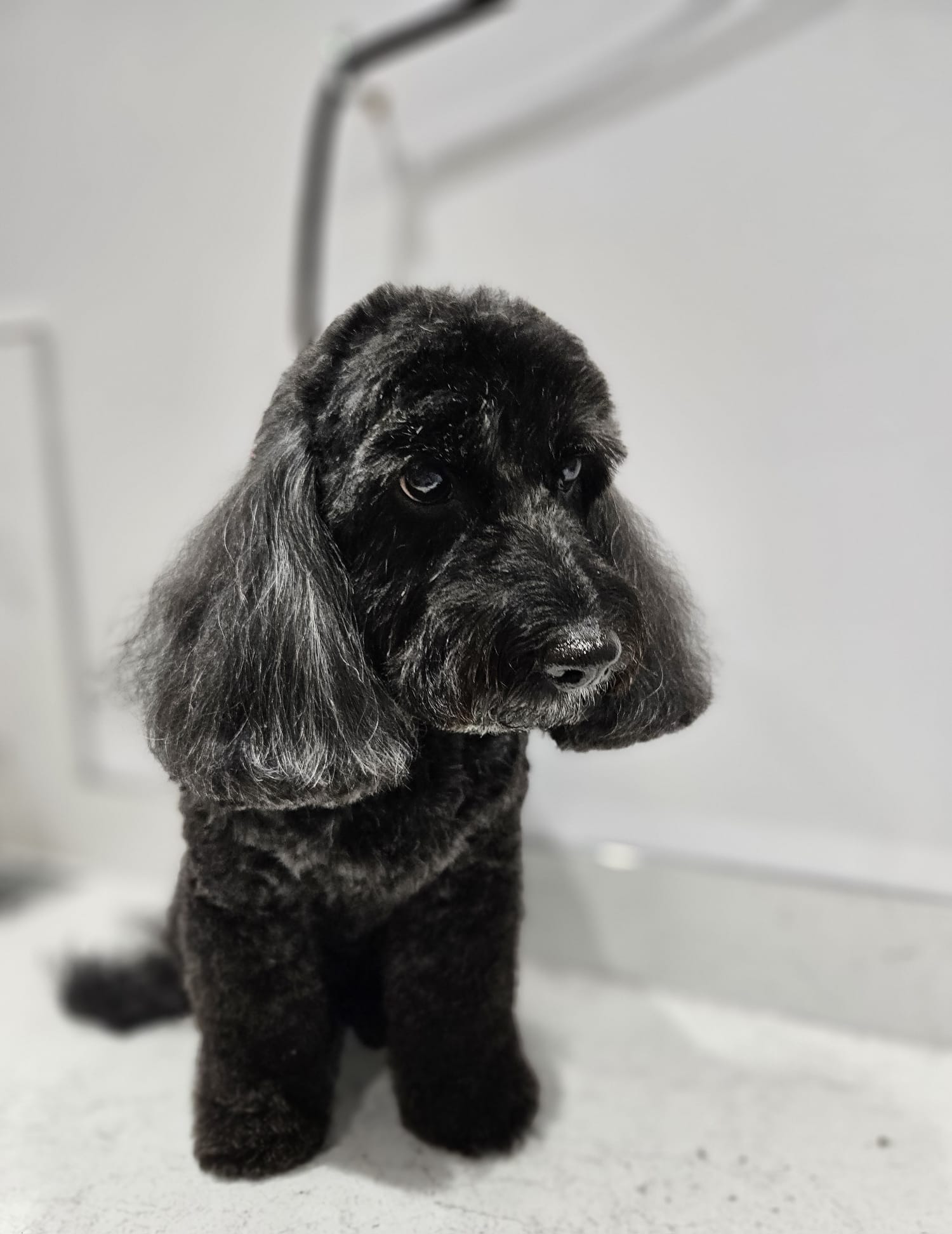 profile picture of JJ DOG GROOMING