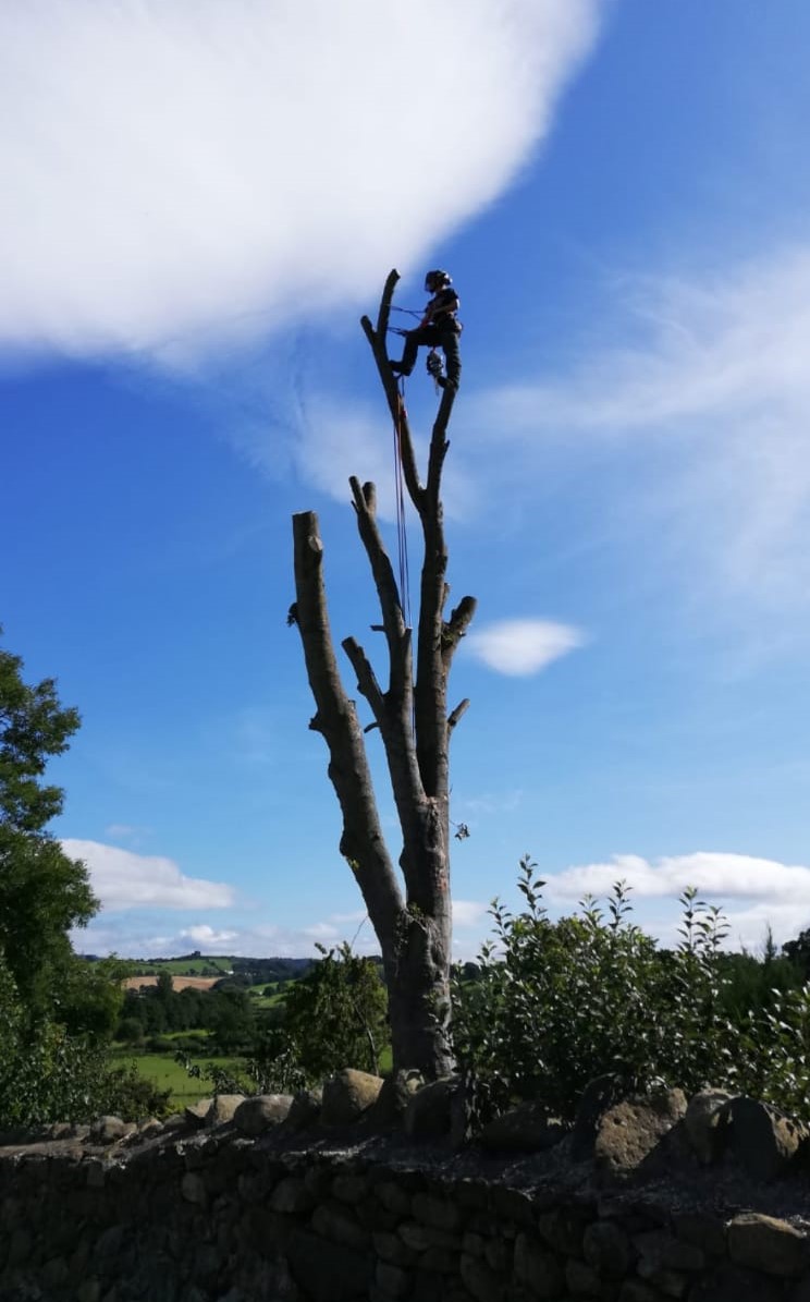 profile picture of JD Tree Services