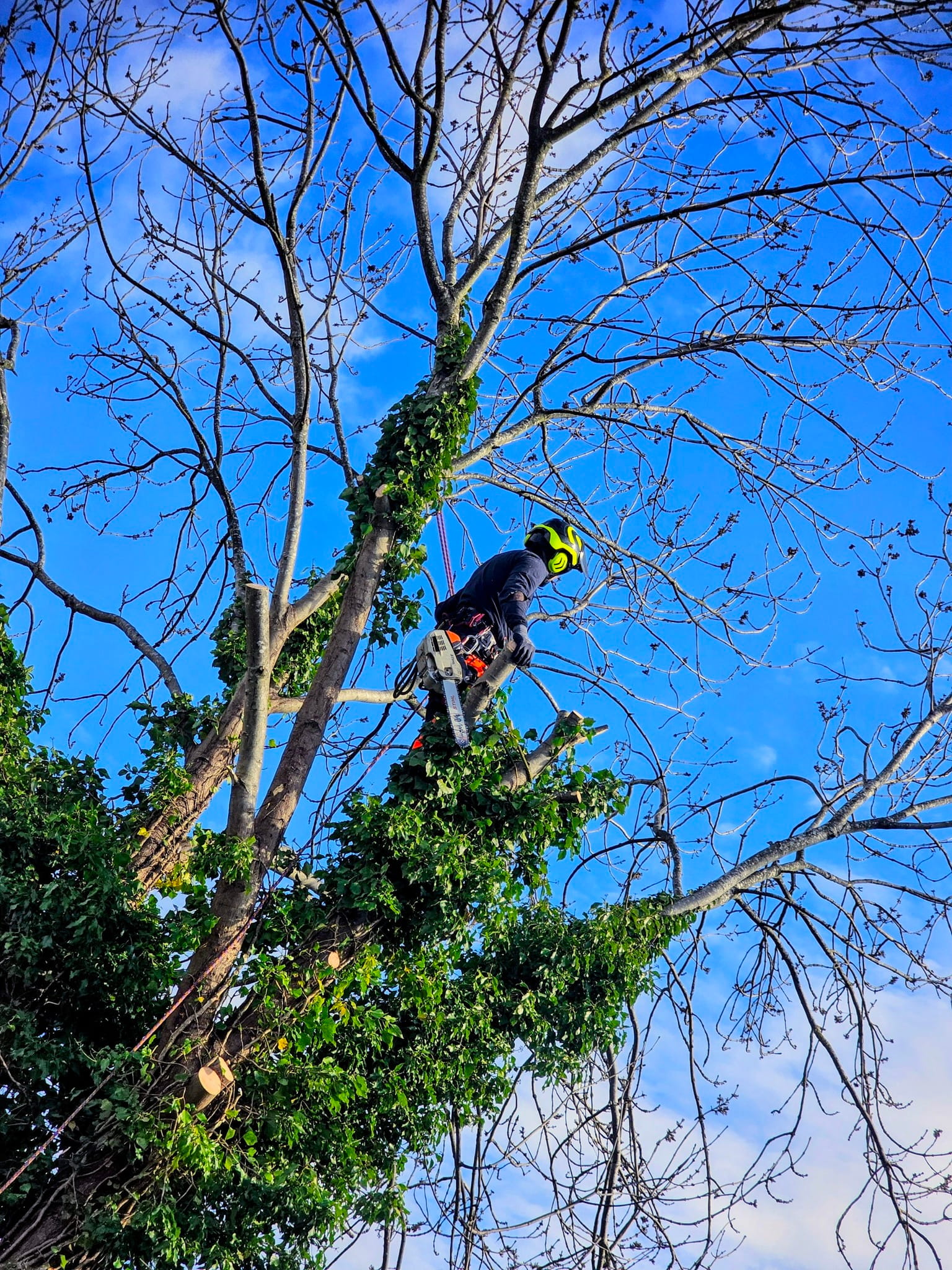 profile picture of All Aspect Trees Ltd profile picture