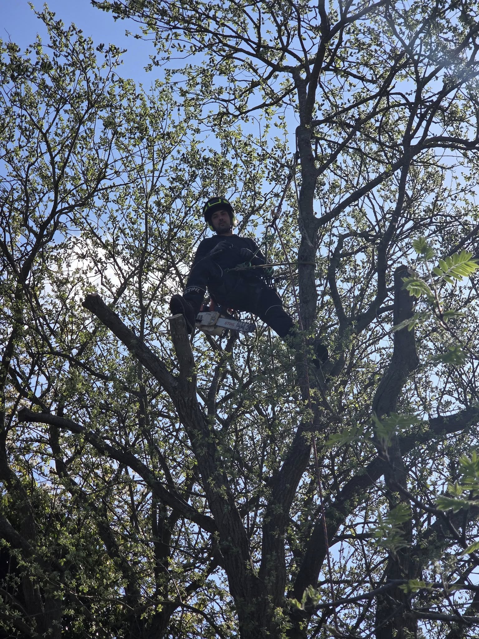 profile picture of All Aspect Trees Ltd